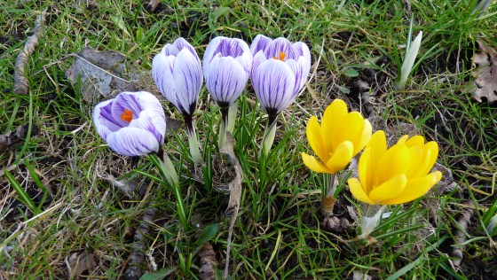 Crocus in Holland